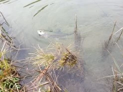 Winston PURE Fly Rod -Fishing Equipment Shop 20190402 13083620medium