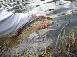 Winston PURE Fly Rod -Fishing Equipment Shop 20190402 16132320medium