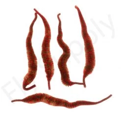 Cascade Variegated Mini Dragon Tails 5pc -Fishing Equipment Shop Cascade Variegated Mini Dragon Tails 5pc CASC MVNDT X dsc09685 bewerkt