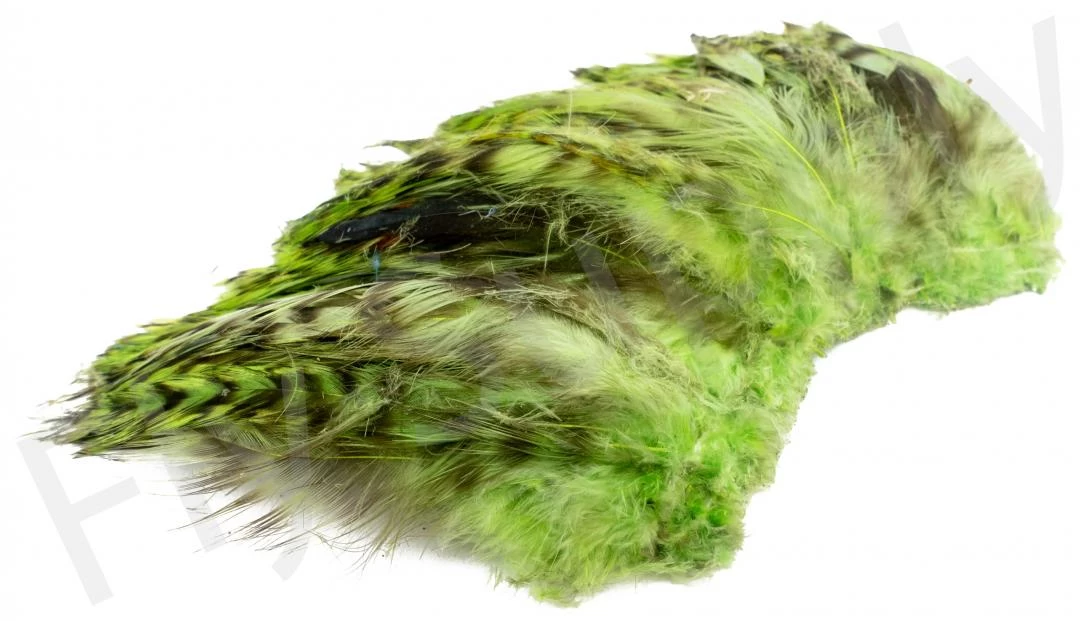 Chinchilla Saddle Neck Grizzly 3 Chinchilla Saddle Neck Grizzly - Image 3