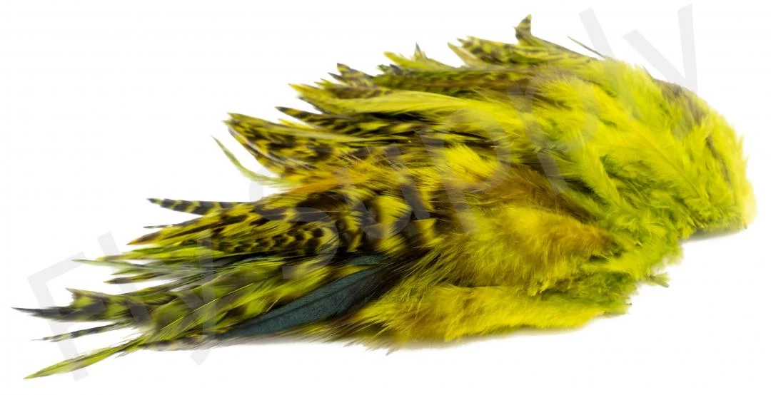 Chinchilla Saddle Neck Grizzly 5 Chinchilla Saddle Neck Grizzly - Image 5