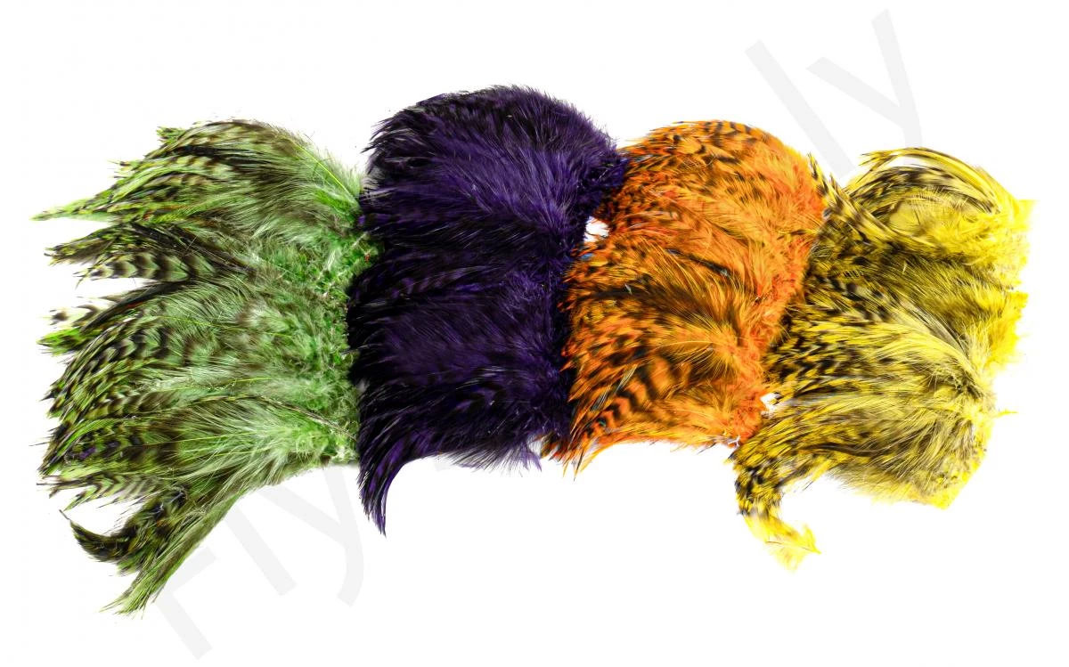 Chinchilla Saddle Neck Grizzly 1 Chinchilla Saddle Neck Grizzly