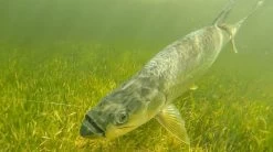 Cortland Liquid Crystal Tarpon Taper Fly Line 16 Cortland Liquid Crystal Tarpon Taper Fly Line -Fishing Equipment Shop Cortland Liquid Crystal Tarpon Taper Fly Line D34003 XX tarpontaper34 1200x