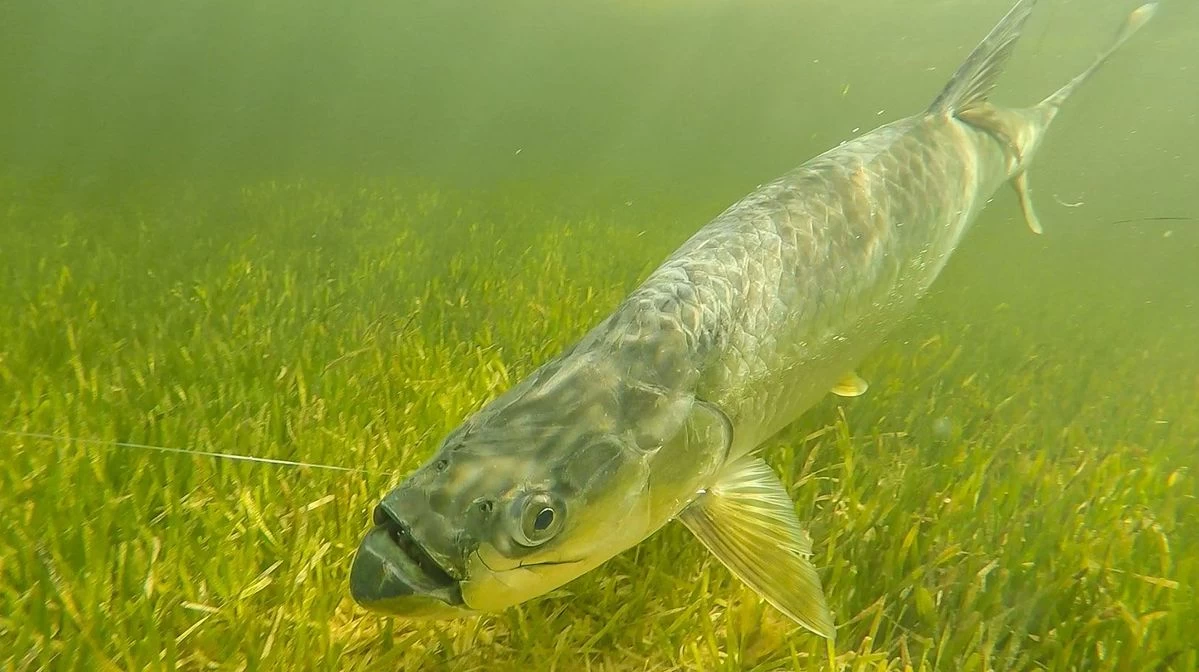 Cortland Liquid Crystal Tarpon Taper Fly Line 8 Cortland Liquid Crystal Tarpon Taper Fly Line - Image 8