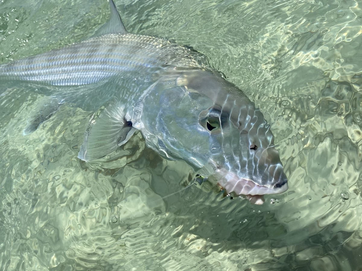 Cortland Liquid Crystal Flats Taper Floating Fly Line 13 Cortland Liquid Crystal Flats Taper Floating Fly Line - Image 13