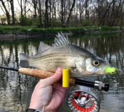 Fish Skull Captain Dubiel’s Pop-N-Fly 9 Fish Skull Captain Dubiel’s Pop-N-Fly -Fishing Equipment Shop Fish Skull Captain Dubiels Pop N Fly POPNFLY XXX popflyn1