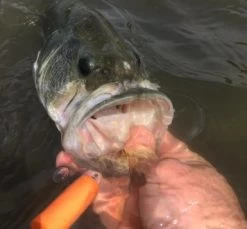 Fish Skull Captain Dubiel’s Pop-N-Fly 11 Fish Skull Captain Dubiel’s Pop-N-Fly -Fishing Equipment Shop Fish Skull Captain Dubiels Pop N Fly POPNFLY XXX popflyn4