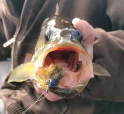 Fish Skull Living Eyes 22 Fish Skull Living Eyes -Fishing Equipment Shop Fish Skull Living Eyes FISHSKULL EYES XX skull liv eyes 1