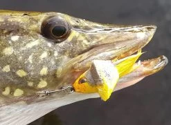 Fish Skull Living Eyes 23 Fish Skull Living Eyes -Fishing Equipment Shop Fish Skull Living Eyes FISHSKULL EYES XX skull liv eyes 2