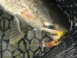 Fish Skull Living Eyes 24 Fish Skull Living Eyes -Fishing Equipment Shop Fish Skull Living Eyes FISHSKULL EYES XX skull liv eyes 3