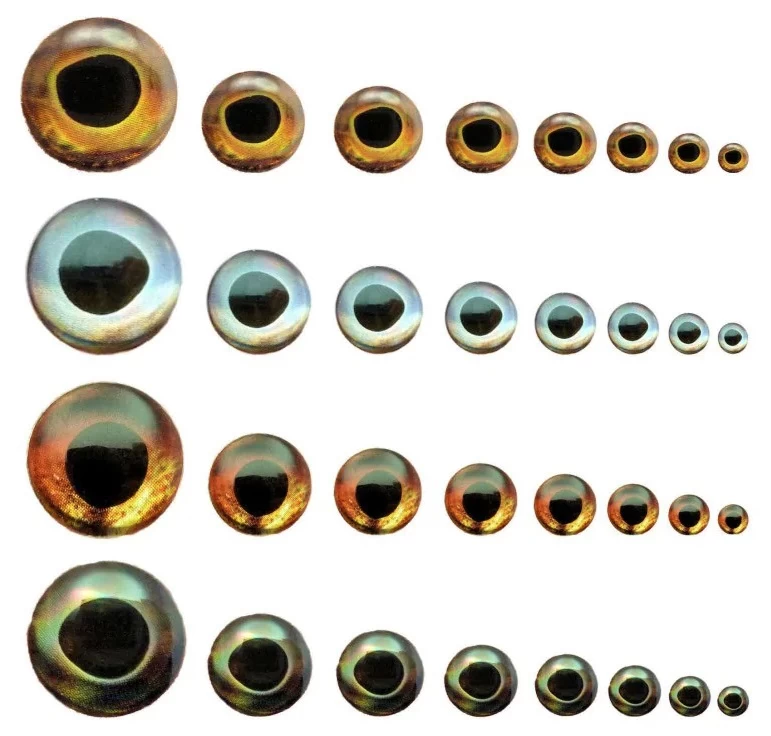 Fish Skull Living Eyes 1 Fish Skull Living Eyes