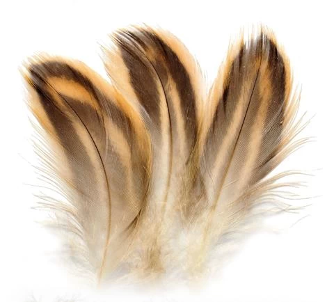 Mallard Hen Breast Feathers Natural 1 Mallard Hen Breast Feathers Natural