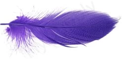 Mallard Barred Flank Large Select Feathers 12pc -Fishing Equipment Shop Mallard Barred Flank Large Select Feathers 12pc MBS XXX dsc04844 bewerkt