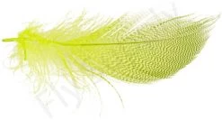 Mallard Barred Flank Large Select Feathers 12pc -Fishing Equipment Shop Mallard Barred Flank Large Select Feathers 12pc MBS XXX dsc04851 bewerkt