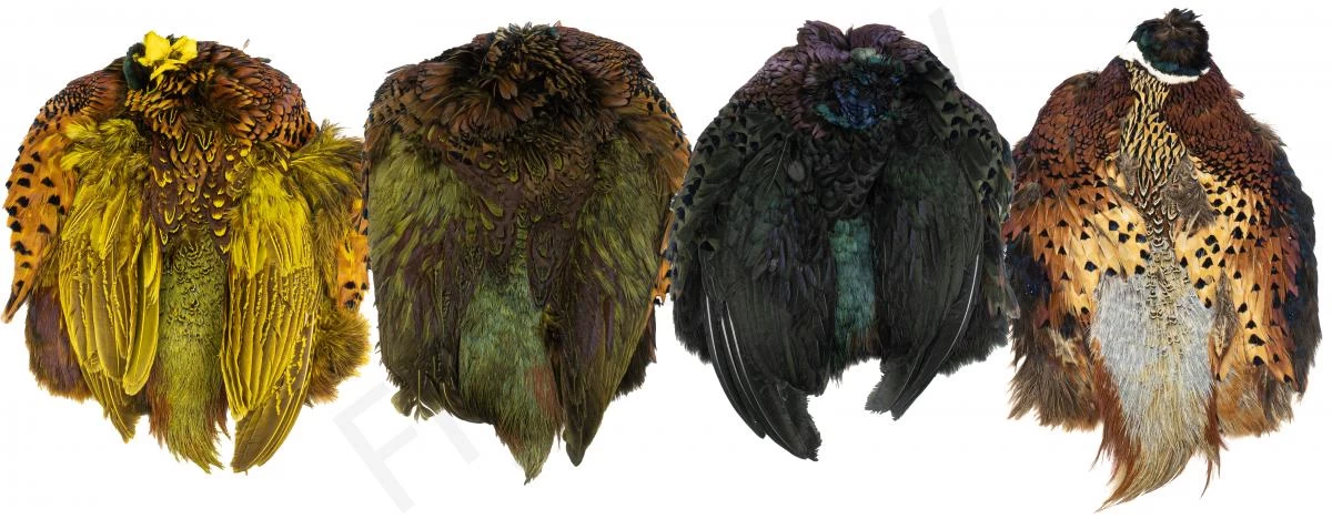 Premium Ringneck Pheasant Skin 1 Premium Ringneck Pheasant Skin