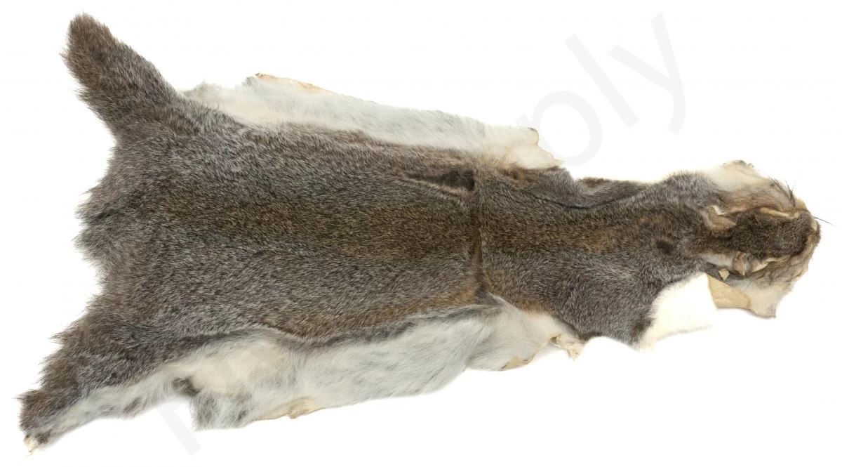 Squirrel Skin Whole 2 Squirrel Skin Whole - Image 2