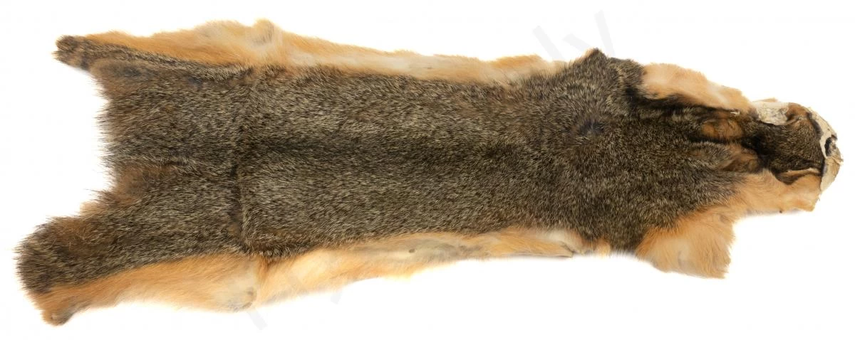 Squirrel Skin Whole 3 Squirrel Skin Whole - Image 3
