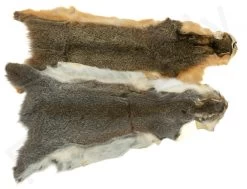 Squirrel Skin Whole