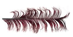 Veniard Cock Pheasant Single Knotted Tail -Fishing Equipment Shop Veniard Cock Pheasant Single Knotted Tail VENCPKNOT X claret