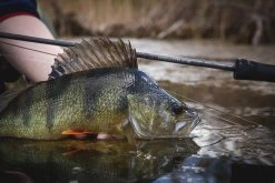 Vision Merisuola Predator Rod Outfit -Fishing Equipment Shop Vision Merisuola Predator Outfit VISMERISUPREDOUT XXX at2a4769