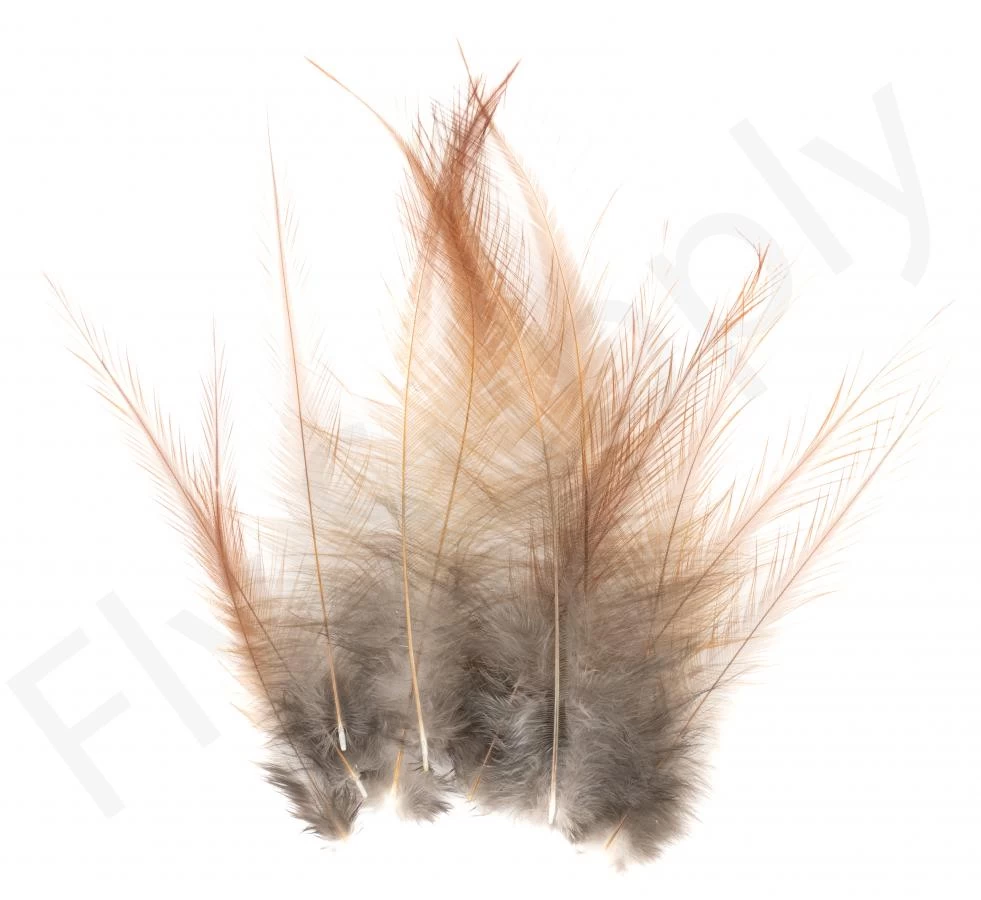 Whiting Coq De Leon Feathers 12 Pc Select 6 Whiting Coq De Leon Feathers 12 Pc Select - Image 6