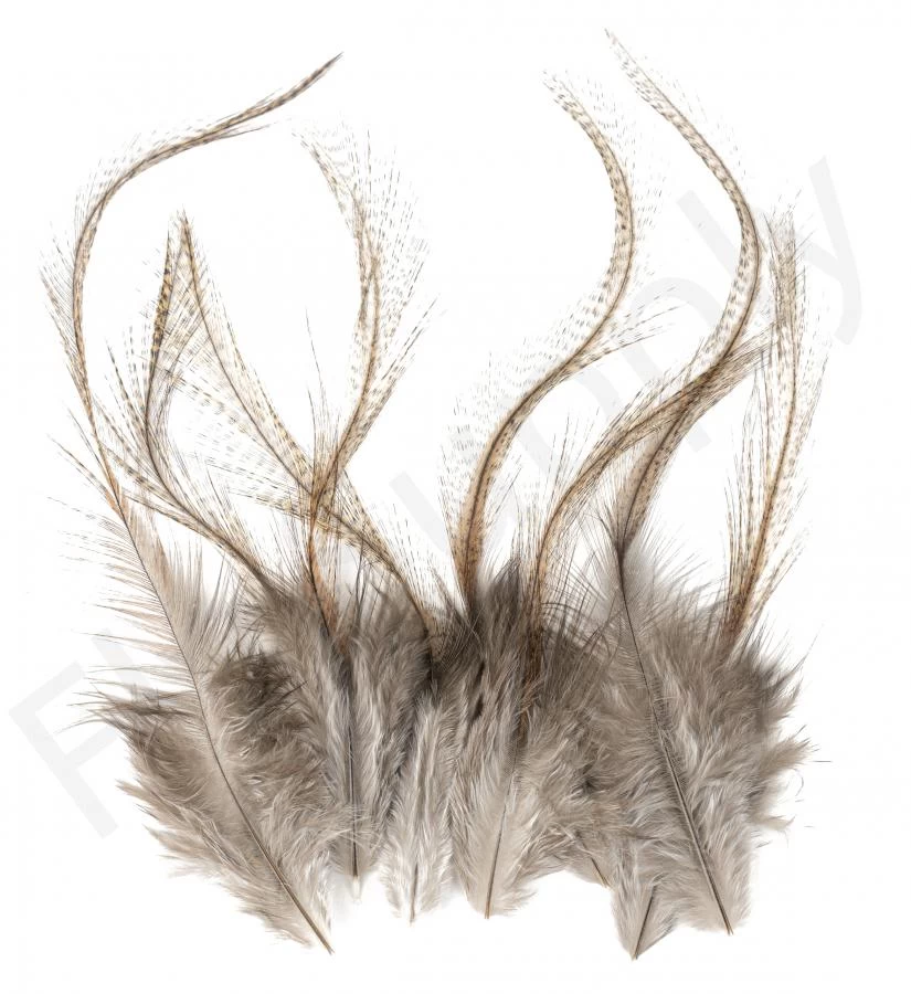 Whiting Coq De Leon Feathers 12 Pc Select 4 Whiting Coq De Leon Feathers 12 Pc Select - Image 4